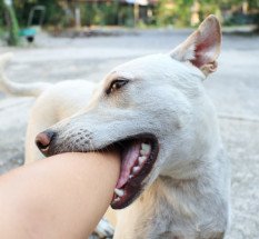 Dog Bite Attorneys in NJ